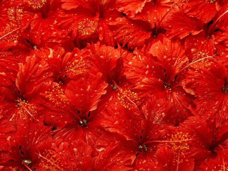 Улаан
Тод өнгө. Улаан өнгө, хүний эрчимийг дээшлүүлж, хөдөлмөрийн бүтээмжийг нэмэгдүүлдэг. Мөн эерэг сэтгэлийн хөдлөлийг дагуулах бөгөөд сонгол хийх үеийн эргэлзээг дарж зөв сонголт хийхэд тусалдаг. “Унтаа” байдлаас гаргах ба тархийг бүрэн ажиллуулах чадалтай. Улаан өнгийг харах үед, адреналин ялгарч, цусны эргэлт хурдассанаар тархинд шинээр цус юүлэгдэн, цусан хангамж сайжирдаг.
