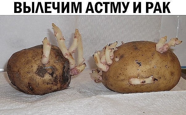 Төмсийг хадгалах явцад төмсөн дээр ургадаг нахиа, хүчтэй эмчилгээний чанартай байдаг байна. Саванд нахиануудаа жижиглэж хийгээд, дээр нь 96%-н цэвэр спиртийг, нахиан дээгүүр 2 хуруу орчим  илүү байхаар нэмээд 2 долоо хоног тавьна. Дараа нь хоёр давхар самбайгаар шүүж бэлэн болно. 
Хэрэглэх:
Нэг дуслаас эхлэн 25 дусал хүртэл, буцаад нэг дуслаар багасгах маягаар өдөрт нэг удаа 200 грамм устай найруулан ууна. Дозыг хэрхэвч хэтрүүлж болохгүй. эмчилгээний чанартай ч, хортой байдаг. Боломжоороо, таслахгүй 2 курс хэрэглэх хэрэгтэй. 
Энэхүү ханд, астмыг эмчлэх, зүрхний өвчин, толгой өвдөх, даралт буулгах үйлчлэлтэйгээс гадна хамгийн гол нь хорт хавдарыг шимэх үйлчлэл үзүүлдэг байна.
