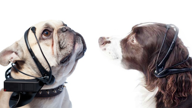 3. Нохойны хэл орчуулагч /Dog to Human translator/ 
Энэхүү төхөөрөмж нь танд нохойтойгоо шууд харилцах боложийг олгох юм. Ноходтой харицах нь зөвхөн хүүхэлдэйн кинон дээр гардаг гэсэн ойлголт үгүй боллоо. Энэ төхөөрөмжний тусламжтайгаар, таны нохой хүсч байгаа зүйлээ шууд хэлж чадах юм, “Би өлсөөд байна”, “Би салхилмаар байна” гээд л. Хөгжилтэй биш гэж үү?