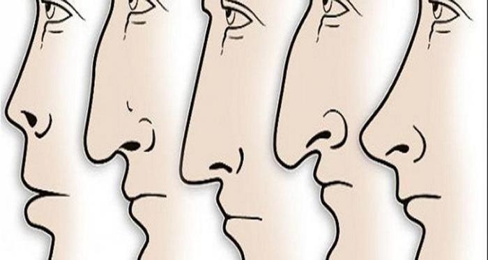 Шулуун хамар
Ийм хамартай хүн, онгод, зөн совинтой, гүйцэтгэх, зохион байгуулах гайхмаар туршлага авъяастай байдаг гэнэ. Хямралын үед хамгийн хэрэгтэй хүмүүс
Өргөн самсаатай хамар
Ийм хамартай хүмүүс жинхэнэ манлайлагчид байдаг бөгөөд маш хүчирхэг зан чанартай, мөн тайван байдаг
Махлаг өргөн хамар
Уг нь нарийн, нийтдээ өргөн шантгар хамар
Маш хурдан сэтгэж хурдан шийдвэр гаргадаг хүмүүс ийм хамартай байдаг. тэд мөн ухаантай.
Шантгар хамар
Өөдрөг үзэлтэй, сайн хүммүс ийм хамартай байх нь олонтаа. Халамжтай, хайр энэрлийг өгч чаддаг мөн авч чаддаг. Аливаа зүйлсийг турших дуртай, урам зоригтой хүмүүс
Монхор хамар
Ийм хүмүүс, өөрийн амьдралыг өөрсдөө, ямар ч туслалцаагүй босгох чадвартай. Олонд хүлээн зөвшөөрөгдсөн ямар ч лидер байсан, түүнийг дагахгүй. Хэний ч дэмжлэг туслалцаа авахгүй, мөн атаархмаар зөрүүд байдаг.